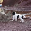 Chiot Landseer Faun et Combo z laderova